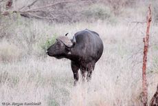 Afrikanischer Büffel (6 von 102).jpg